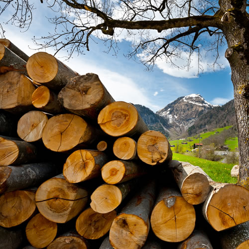 Types of Firewood Logs